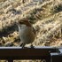 虫と動物（鳥・動物編）２０１８年