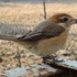 虫と動物（鳥・動物編）２０１８年