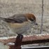 虫と動物（鳥・動物編）２０１８年