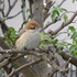 虫と動物（鳥・動物編）２０１８年