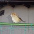 虫と動物（鳥・動物編）２０１８年