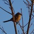 虫と動物（鳥・動物編）２０１８年