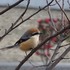 虫と動物（鳥・動物編）２０１８年