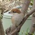 虫と動物（鳥・動物編）２０１８年