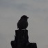 虫と動物（鳥・動物編）２０１８年