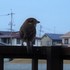 虫と動物（鳥・動物編）２０１８年