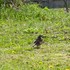 虫と動物（鳥・動物編）２０１８年