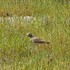 虫と動物（鳥・動物編）２０１８年