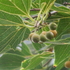 里山の植物　樹木　2018年