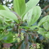 里山の植物　樹木　2018年