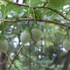 里山の植物　樹木　2018年