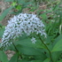 里山の植物　草花　2018年