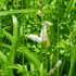 里山の植物　草花　2018年