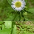 里山の植物　草花　2018年