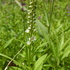 里山の植物　草花　2018年