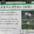 第２６回「洋ラン展」　京都府立植物園