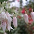 真冬の植物公園の温室めぐりと、マンドラゴラと、早春の花木