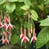 真冬の植物公園の温室めぐりと、マンドラゴラと、早春の花木