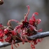 真冬の植物公園の温室めぐりと、マンドラゴラと、早春の花木