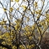 真冬の植物公園の温室めぐりと、マンドラゴラと、早春の花木