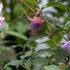 真冬の植物公園の温室めぐりと、マンドラゴラと、早春の花木