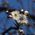 ２０１８年の梅の花が咲き始めました！