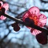 神代植物公園　2018・02～