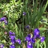 2018・5月の庭花