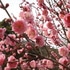 桜梅桃李