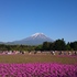 富士芝桜祭り