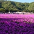 富士芝桜祭り