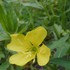 てんこの花ごよみin函館散歩2018♥️夏から秋の🌻花