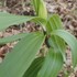 沖縄に咲く花々