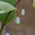 春・・・海岸沿いや野山の草花（3月〜5月撮影）