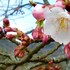 地元の桜の名所にて①