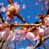 地元の桜の名所にて①