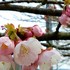 地元の桜の名所にて①