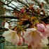 地元の桜の名所にて①