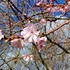 地元の桜の名所にて①