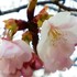 地元の桜の名所にて①