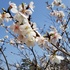 富山県中央植物園