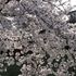 春。外せない桜