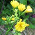 野草・雑草の花