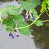 野草・雑草の花