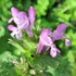 野草・雑草の花