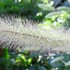 野草・雑草の花