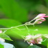 野草・雑草の花