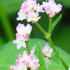 野草・雑草の花