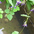 野草・雑草の花