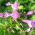 野草・雑草の花